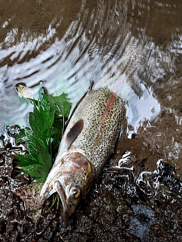 ニジマスの釣果