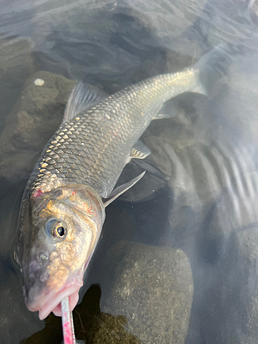 ニゴイの釣果