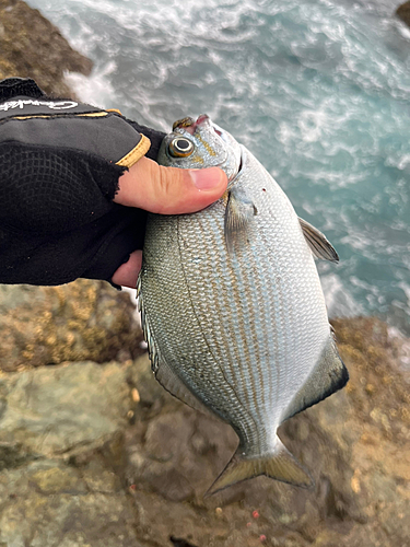 イスズミの釣果