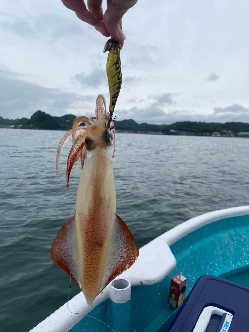 ケンサキイカ