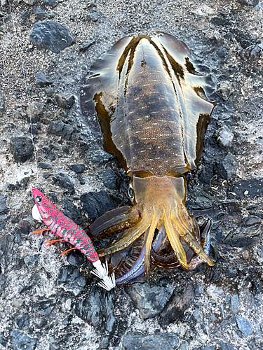 アオリイカの釣果