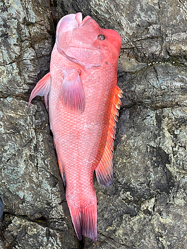 カンダイの釣果