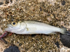 キスの釣果