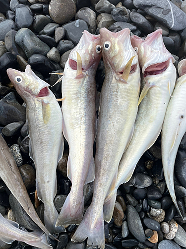 コマイの釣果