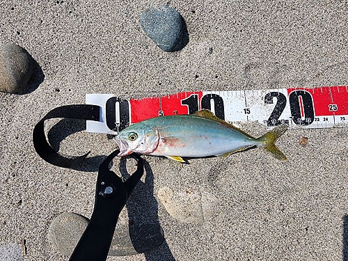 ワカシの釣果