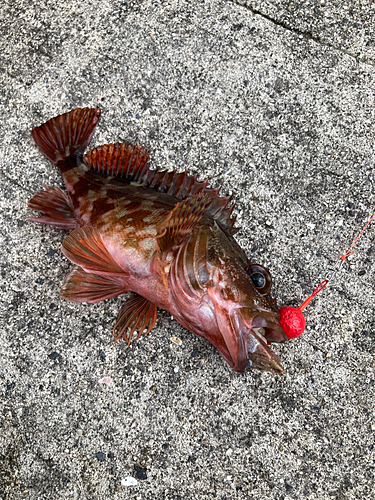 カサゴの釣果