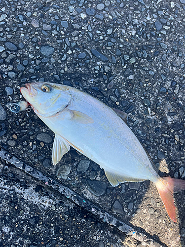 ショゴの釣果