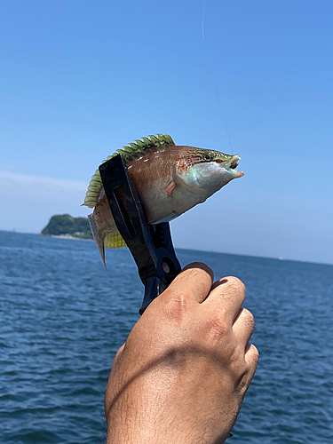 スズメダイの釣果