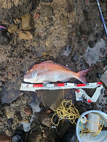 マダイの釣果