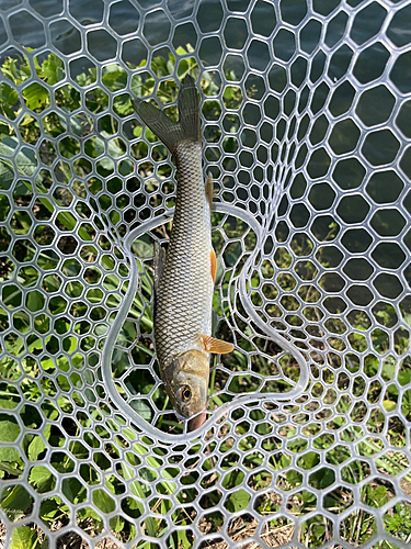 ニゴイの釣果