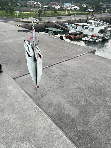 サバの釣果