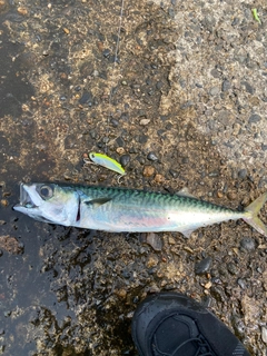 サバの釣果