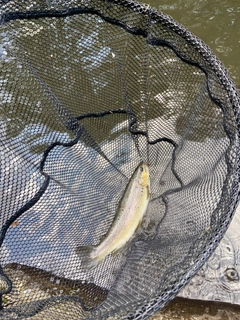 ブラウントラウトの釣果