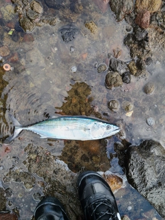 ハガツオの釣果