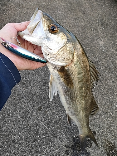 フッコ（マルスズキ）の釣果