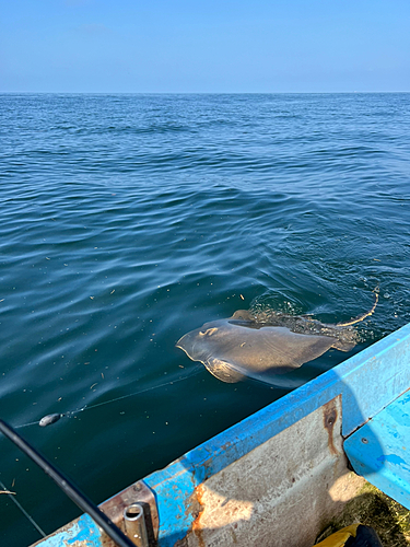 アカエイの釣果