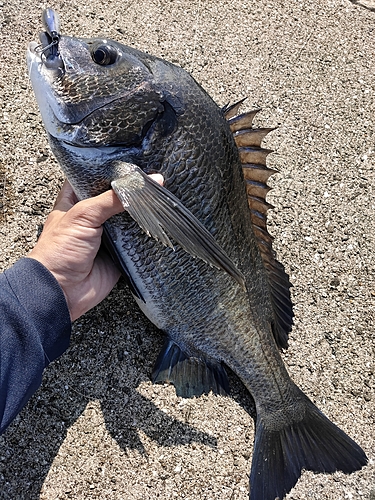 クロダイの釣果