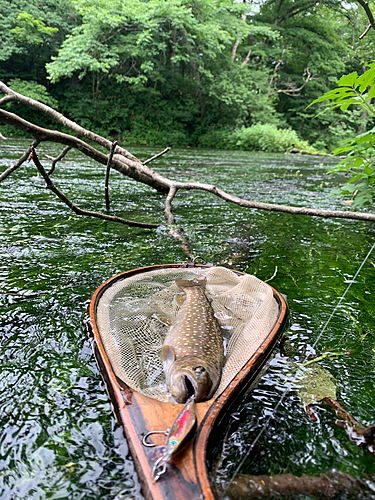 アメマスの釣果