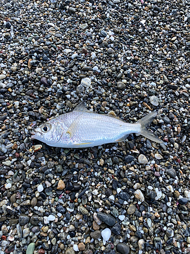 クロサギの釣果