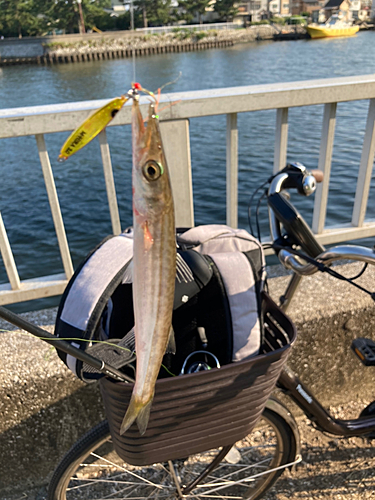 カマスの釣果