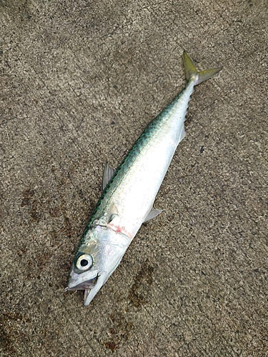 サバの釣果