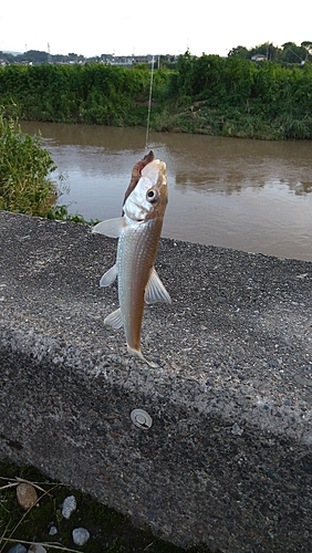 ニゴイの釣果