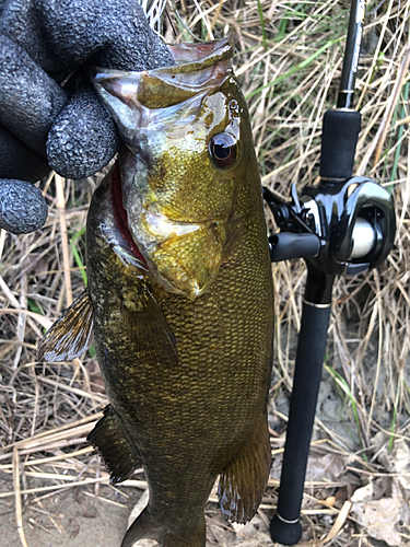 スモールマウスバスの釣果