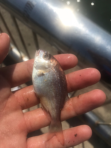 タイの釣果