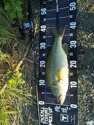 ブラックバスの釣果