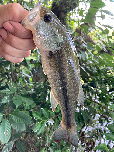 ブラックバスの釣果