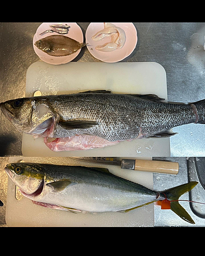 スズキの釣果