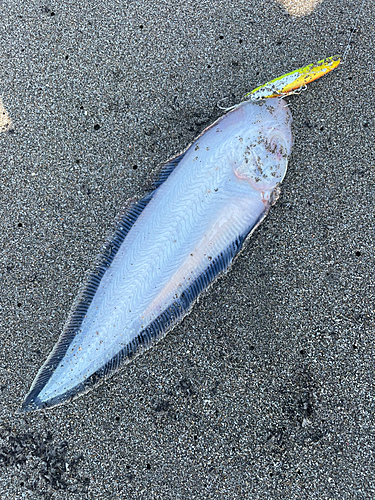 シタビラメの釣果