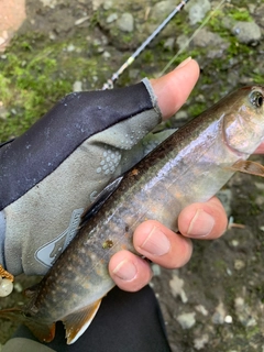 イワナの釣果