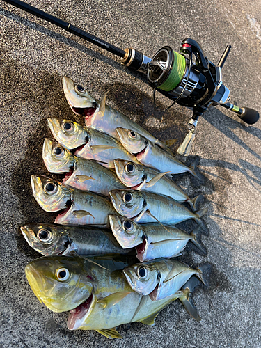 アジの釣果