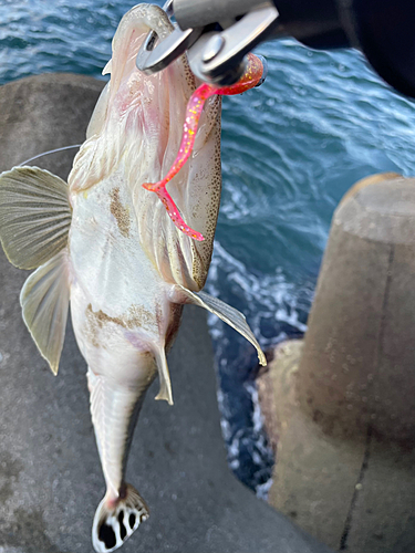 マゴチの釣果