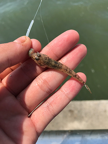 マハゼの釣果