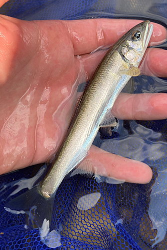 アユの釣果