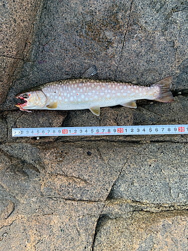 ウミアメの釣果