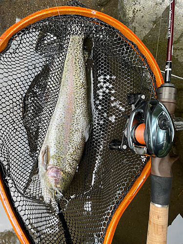 ニジマスの釣果