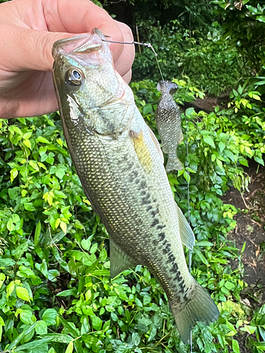 ラージマウスバスの釣果