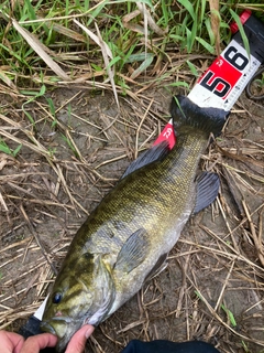 スモールマウスバスの釣果