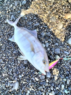 ショゴの釣果