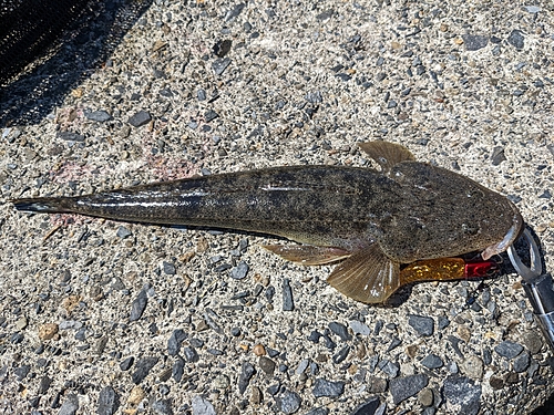 マゴチの釣果