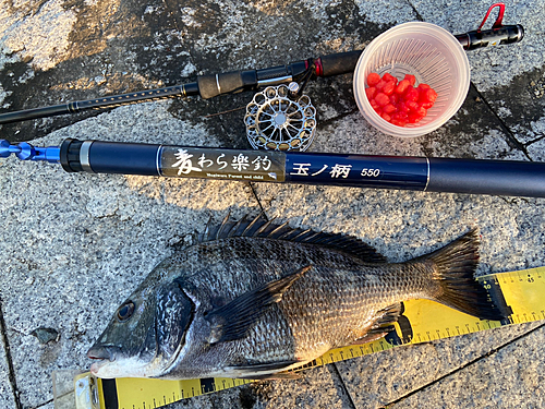 クロダイの釣果