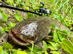 ナマズの釣果