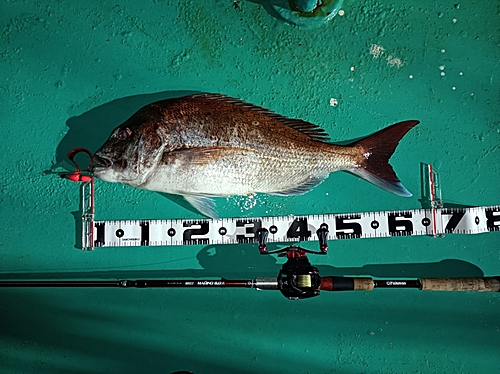 マダイの釣果