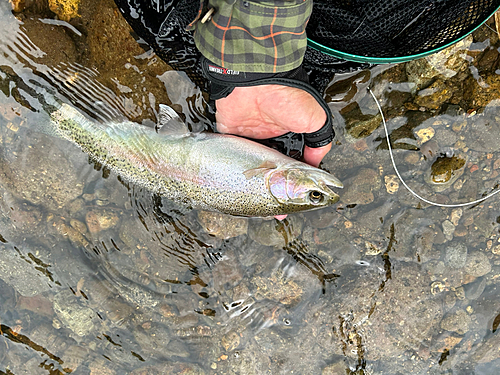 ニジマスの釣果