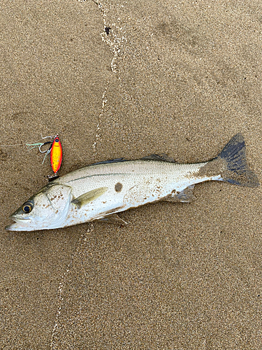 セイゴ（マルスズキ）の釣果