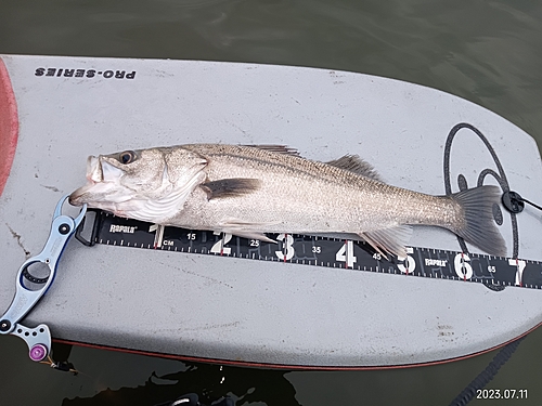 シーバスの釣果