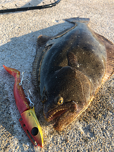 ヒラメの釣果